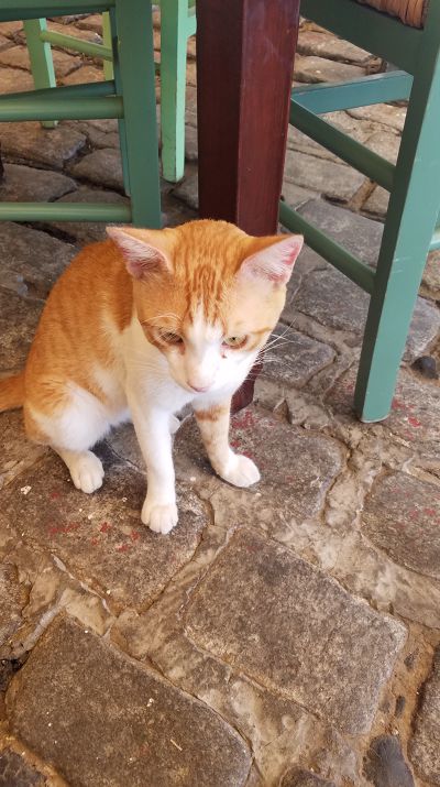 Cat: 20160820_134017.jpg