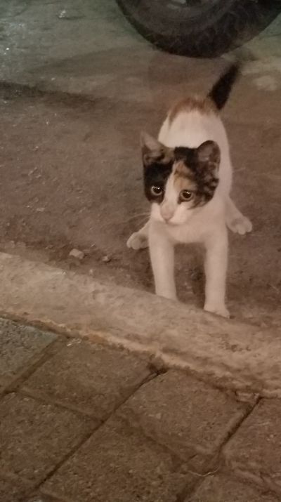 Cat: 20160821_023434.jpg