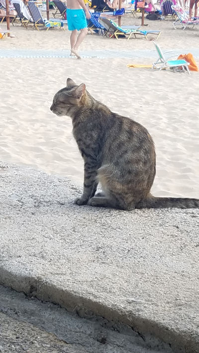 Cat: 20160824_170921.jpg
