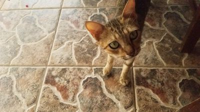 Cat: 20160825_161627.jpg