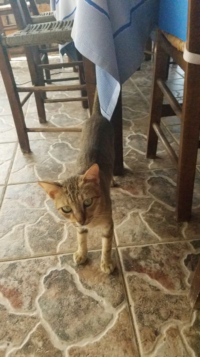Cat: 20160825_161636.jpg