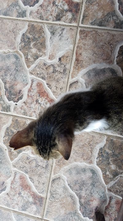 Cat: 20160825_162903.jpg