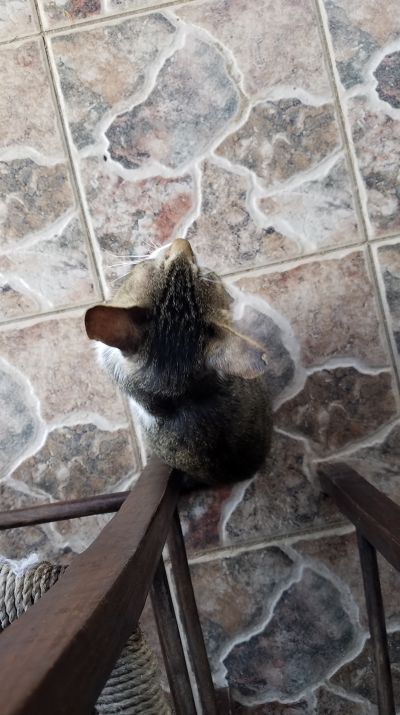 Cat: 20160825_162907.jpg