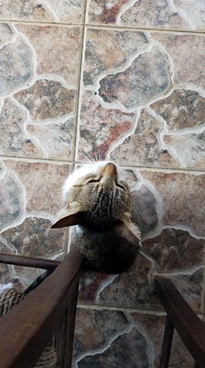 Cat: 20160825_162909.jpg