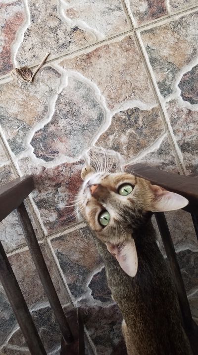 Cat: 20160825_171112.jpg