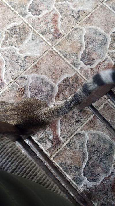 Cat: 20160825_171217.jpg