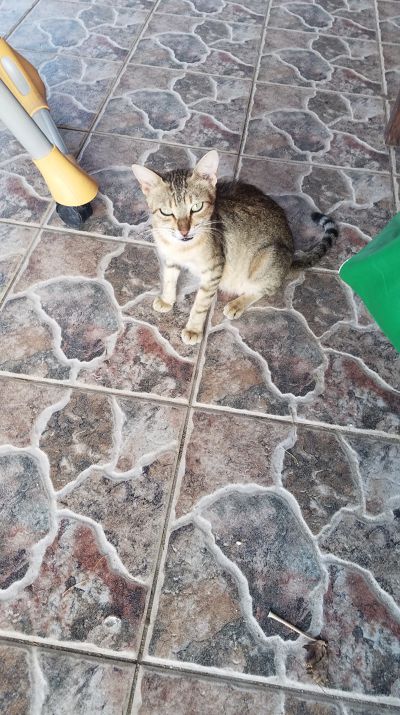 Cat: 20160825_172412.jpg