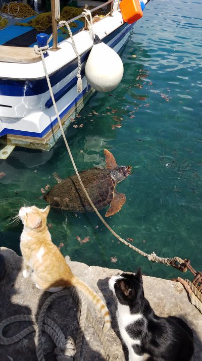 Cat: 20160827_124324.jpg