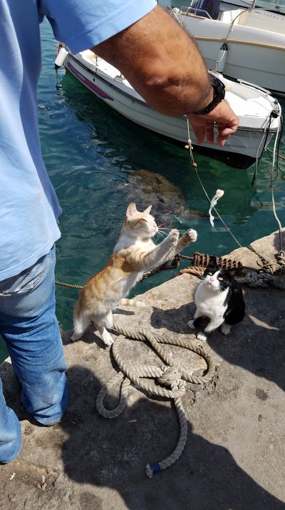 Cat: 20160827_124337.jpg