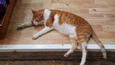 Cat: 20160827_140449.jpg