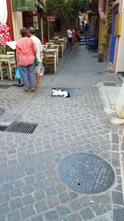 Cat: 20160829_175529.jpg