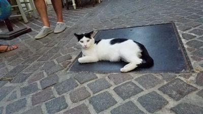 Photo of Αγελαδής