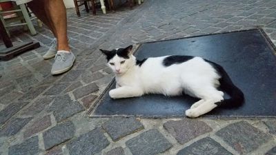 Photo of Αγελαδής