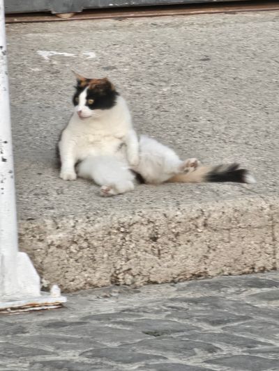 Cat: 20260723_025606_b36e8c2e.jpg