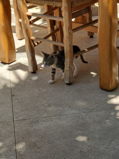 Cat: 20260723_031519_820ca81c.jpg