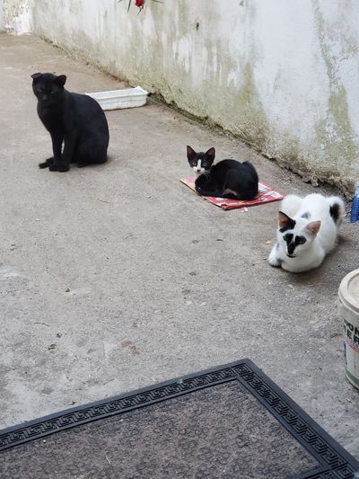 Photo of the cat