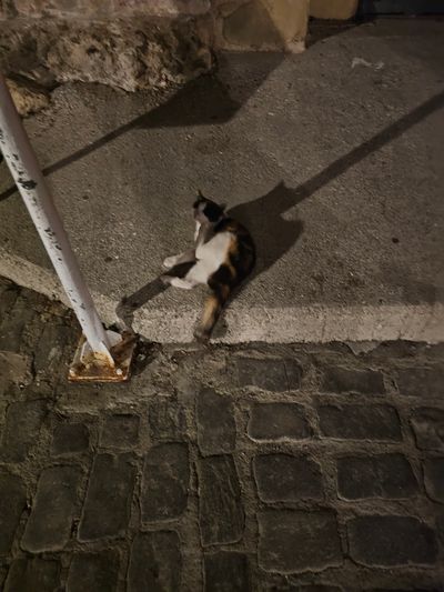 Cat: 20260803_134531_b0004d93.jpg