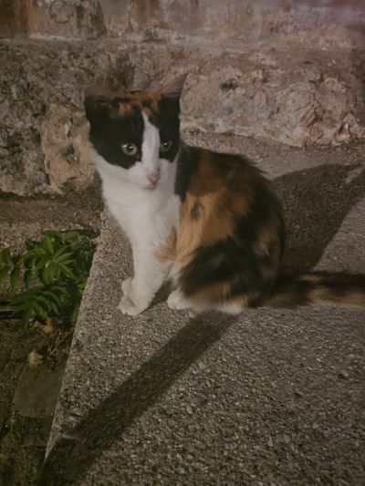 Cat: 20260803_134613_ce5c3e6d.jpg