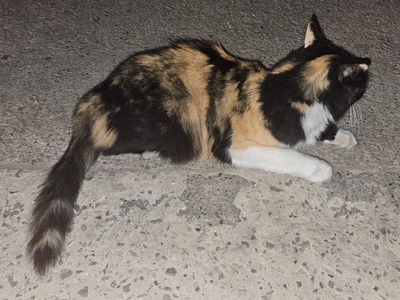 Photo of Γυφτάκη