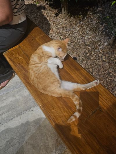 Cat: 20260803_191004_43cbe9f9.jpg