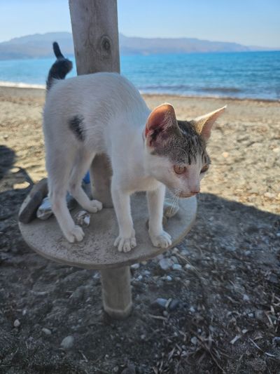 Cat: 20260804_151426_0ed4a4a7.jpg
