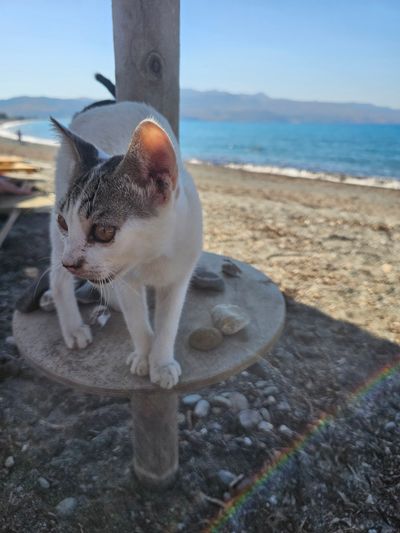 Cat: 20260804_151613_83bab669.jpg