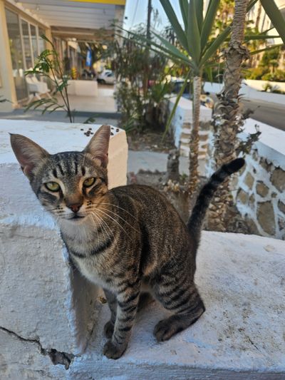 Cat: 20260808_175754_08dfa359.jpg