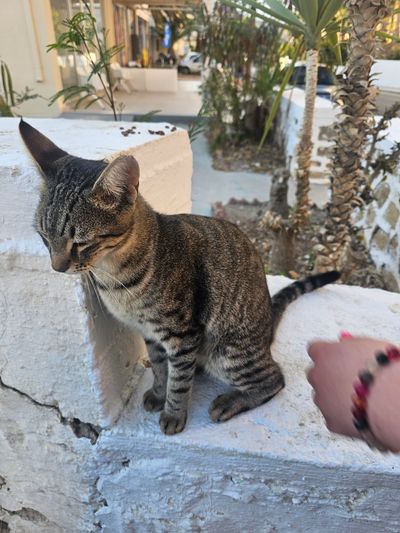 Cat: 20260808_175754_6df73209.jpg