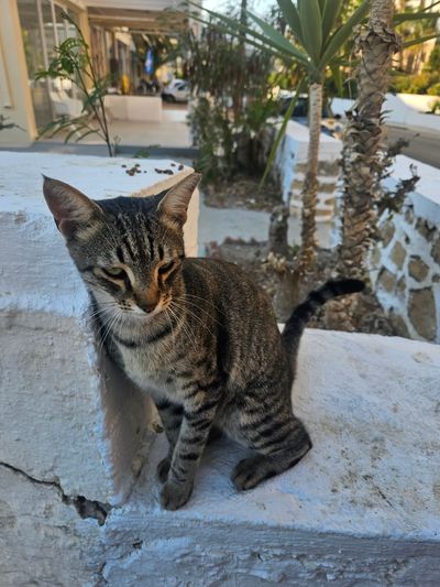 Cat: 20260808_175754_bfd5d383.jpg