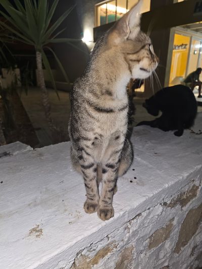 Cat: 20260808_180549_0a44315c.jpg