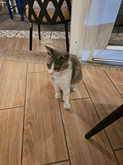 Cat: 20260808_185058_7bdf4e64.jpg