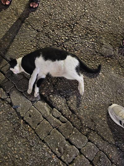 Cat: 20260808_202642_aff3c9c6.jpg