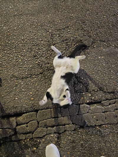 Cat: 20260808_202737_668bfdda.jpg
