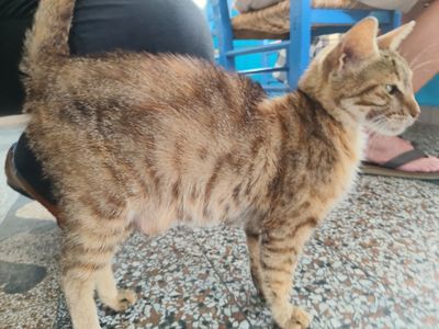 Cat: 20260815_125604_e6f8a1f7.jpg