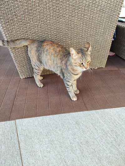 Cat: 20260816_054937_7b4d2377.jpg