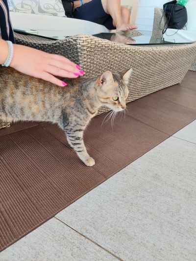 Cat: 20260816_054937_d0b54025.jpg