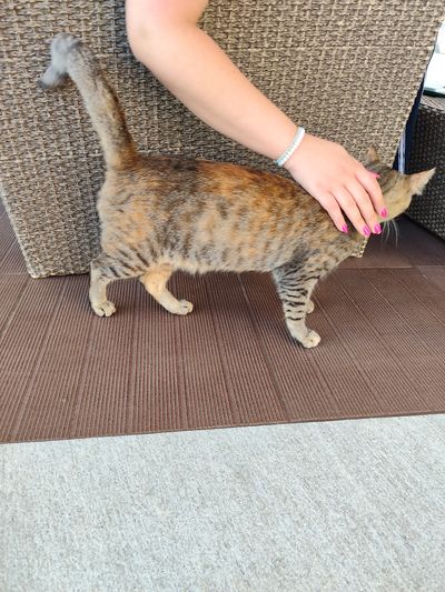 Cat: 20260816_054937_f4515f1e.jpg
