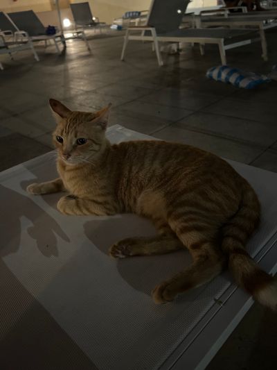Cat: 20260819_054516_5d2fb537.jpg