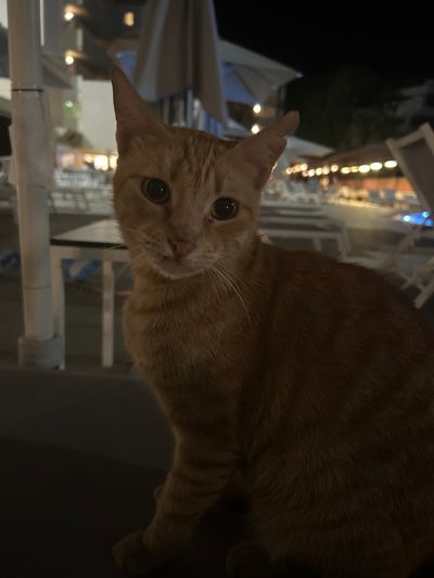 Cat: 20260819_054516_90c8e2e7.jpg