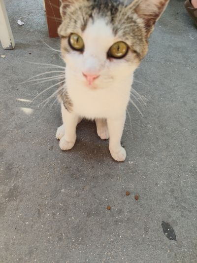 Cat: 20260819_110608_825d6df2.jpg