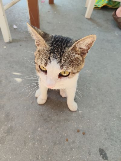 Cat: 20260819_110608_a2d8d436.jpg