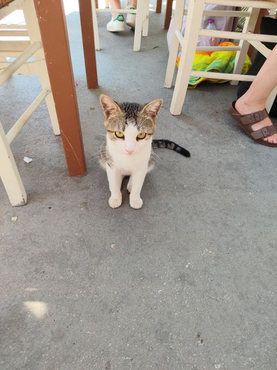 Cat: 20260819_110608_c6c633f8.jpg