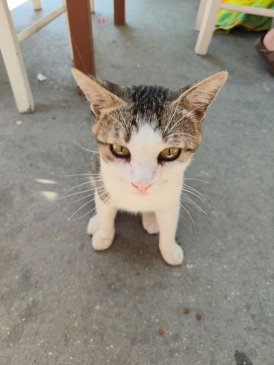 Photo of Ασωτος