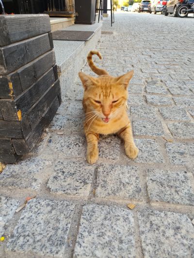 Cat: 20260820_151837_4697d520.jpg