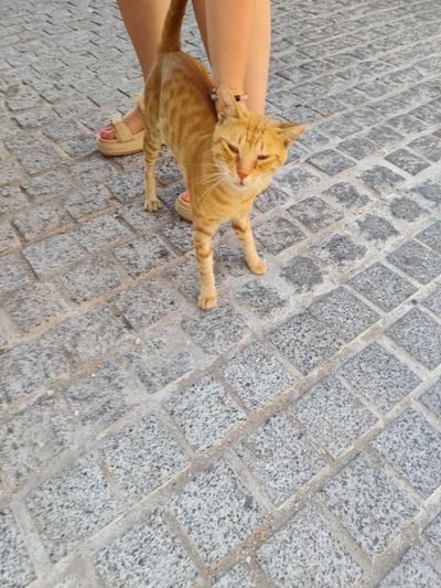 Cat: 20260820_151837_8ebc6b99.jpg