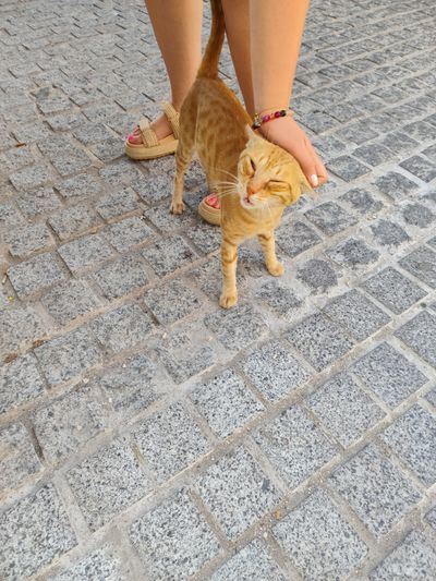 Cat: 20260820_151837_91026d5a.jpg