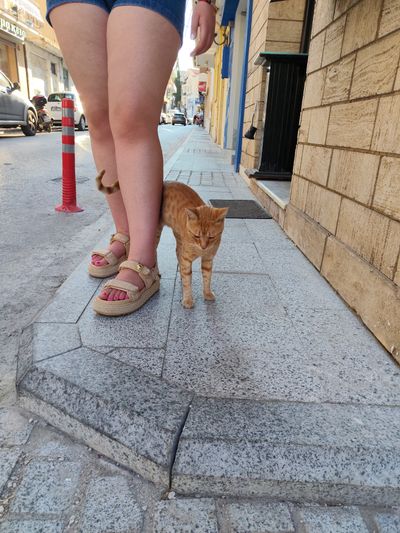 Cat: 20260820_151837_9b88ce82.jpg