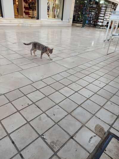Cat: 20260822_152022_a2aa0644.jpg