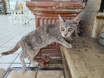 Photo of Kalli