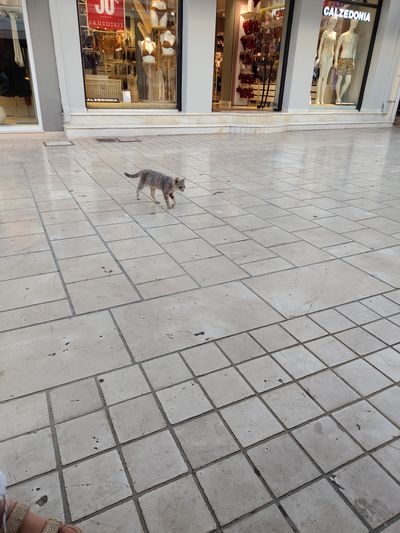 Cat: 20260822_152022_f4cf0297.jpg